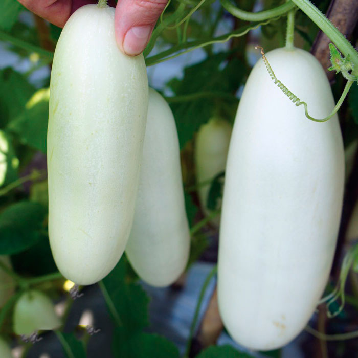 Белые огурцы: сорта и гибриды для выращивания в теплице (описание с фото)