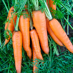 Морковь «Алтайская лакомка»