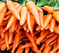 Морковь «Красный великан»