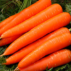 Морковь "Сластена"