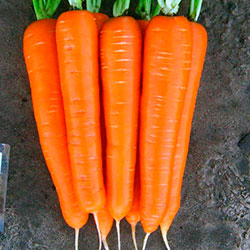 Морковь «Тушон»