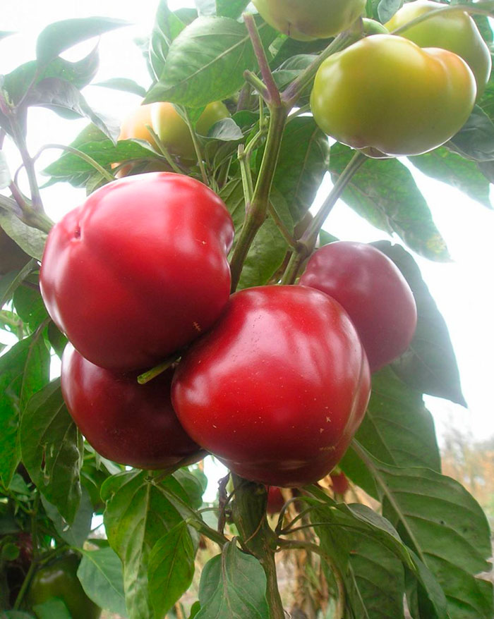 В регионах с прохладным климатом перец "Колобок" рекомендуется выращивать в теплице