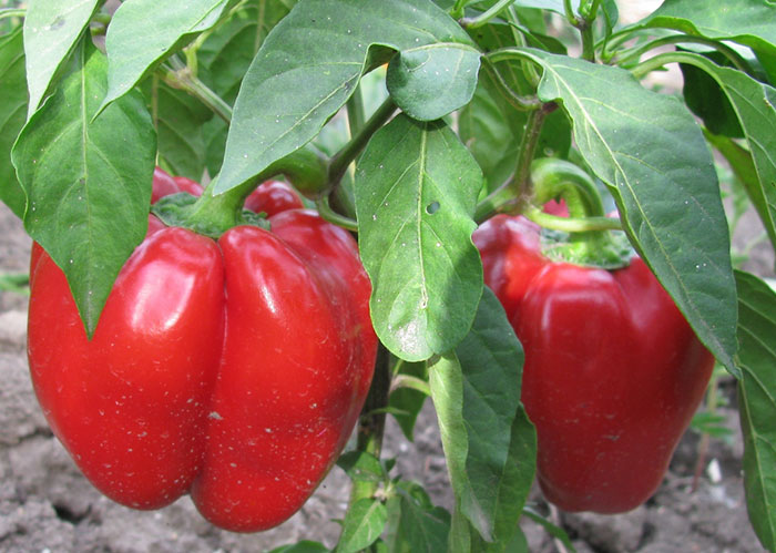 Перец ратунда: описание сорта, фото, выращивание в теплице