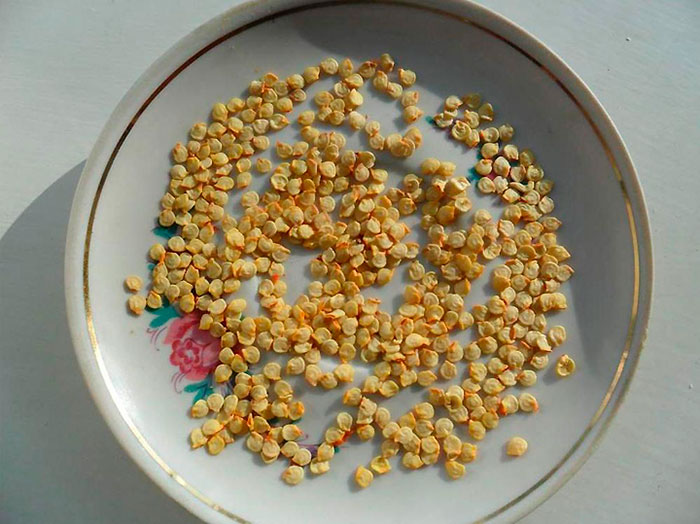 Перец: срок годности семян сладкого и горького перца