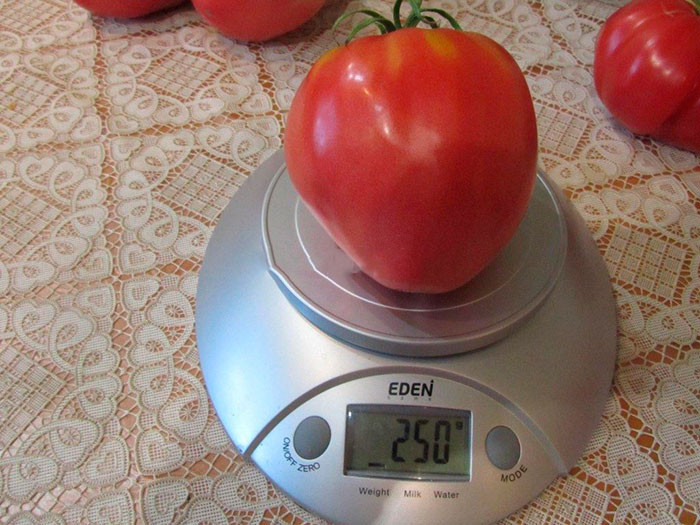 Плоды томата достигают веса 800 гр