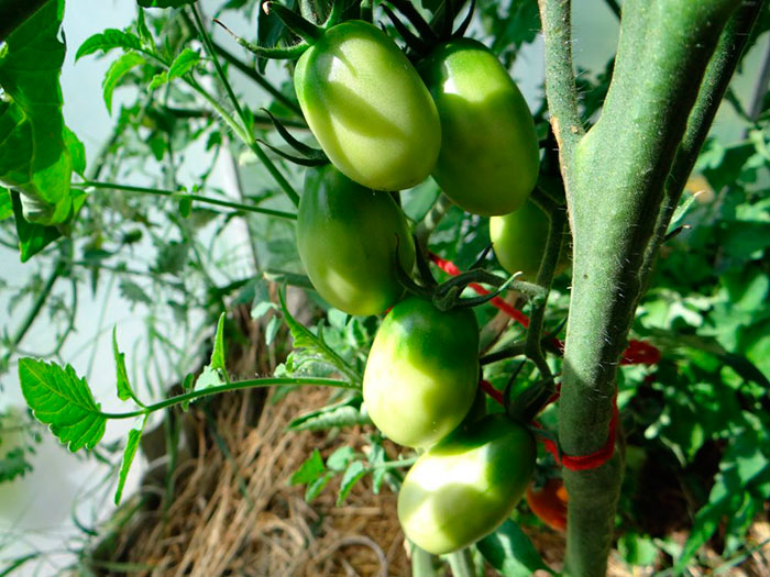 Высота кустов томата достигает 1,5 метра, поэтому их необходимо подвязывать