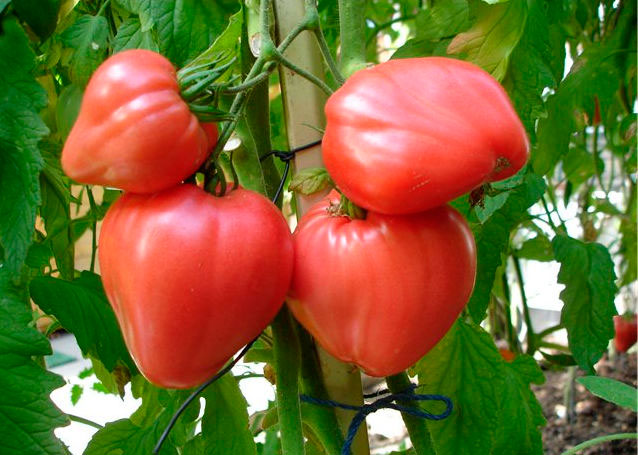Вес одного томата может достигать 1 кг