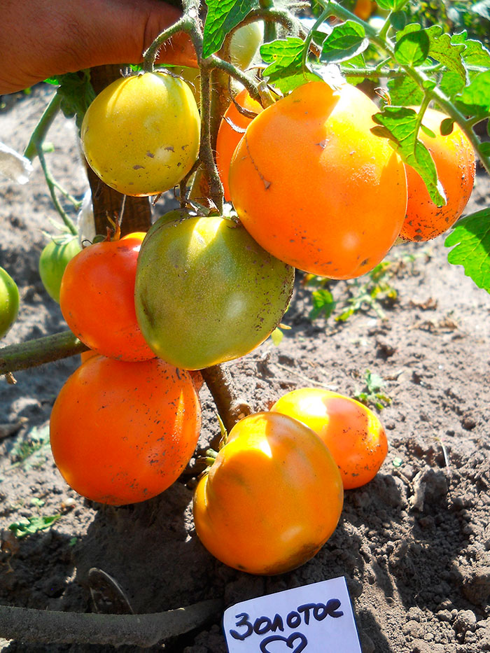 Хотя кусты томата и низкорослые, их необходимо подвязывать
