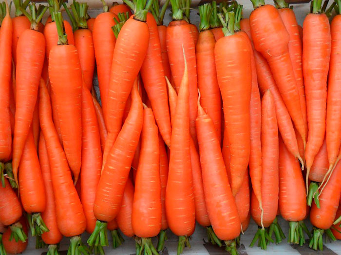 Семена моркови на ленте