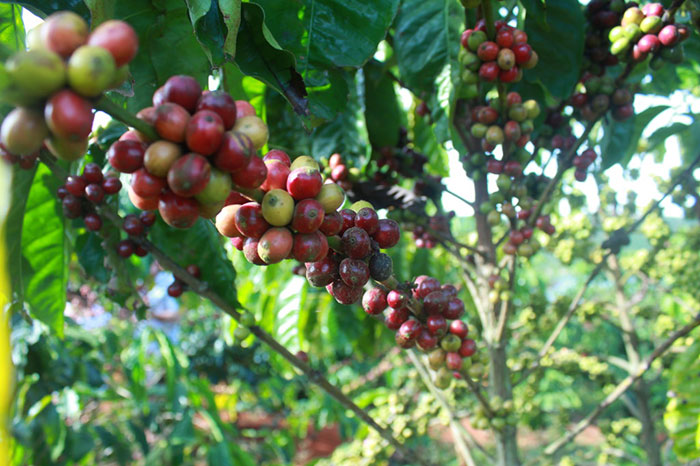 Выращивание кофе в теплице