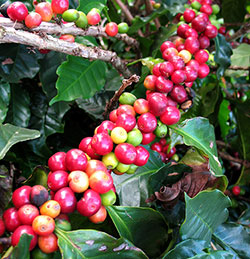 Выращивание кофе в теплице