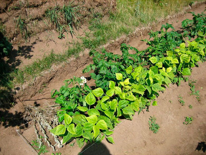 Фасоль московская белая зеленостручная 556: отзывы, характеристика,урожайность сорта, фото