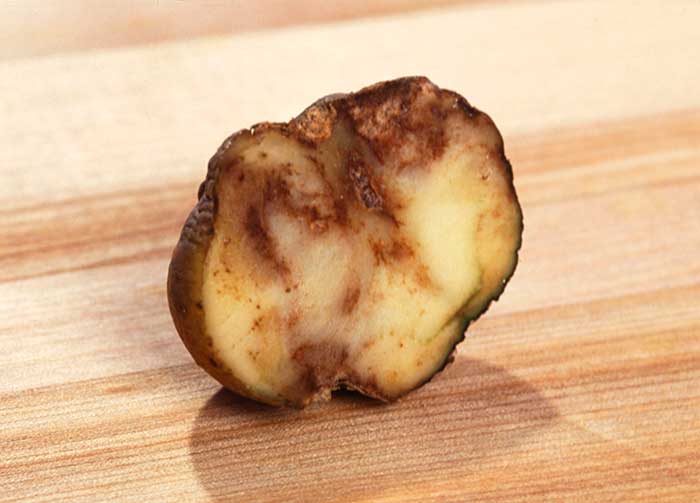 Фитофтора на картофеле