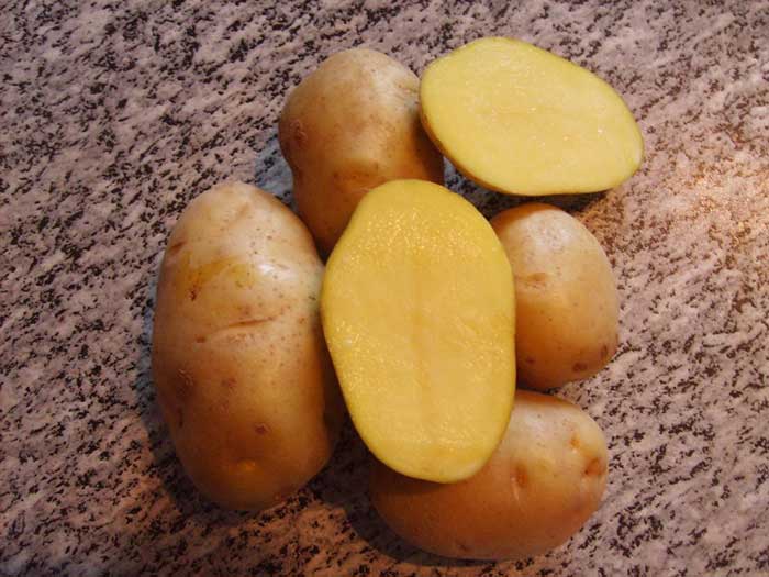 Обзор лучших сортов картофеля, рекомендуемых к выращиванию в средней полосе России