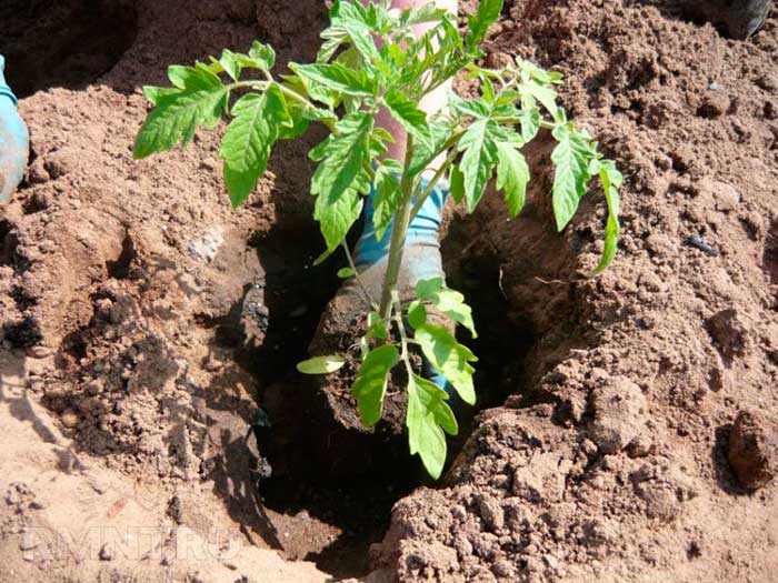 Как посадить переросшие помидоры в теплицу?