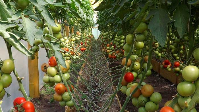 Как сажать помидоры в теплице из поликарбоната схема посадки