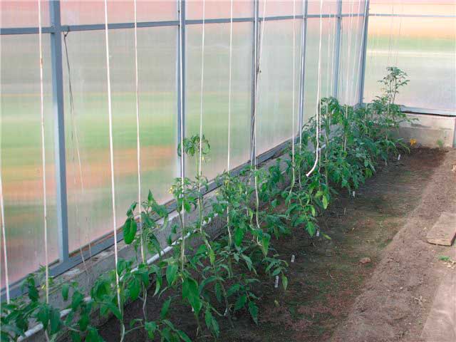 Как сажать помидоры в теплице из поликарбоната схема посадки