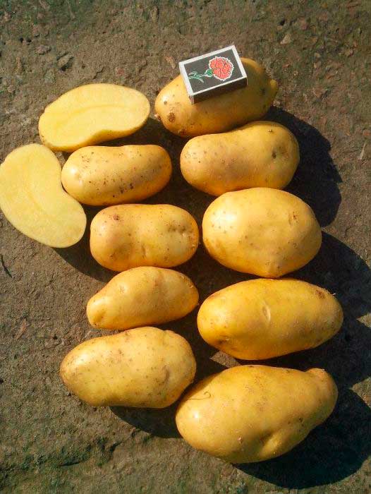 Картофель гранада: описание сорта, фото, отзывы, урожайность