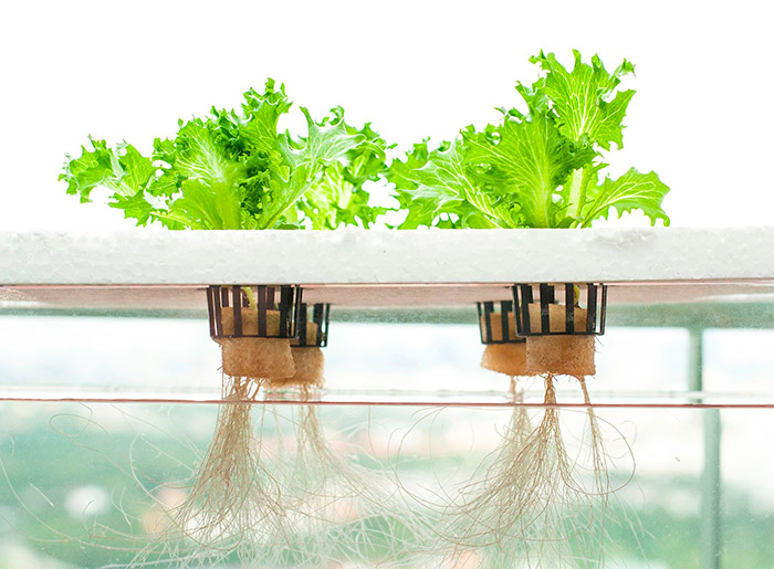 Зелень своими руками: применение гидропонной установки для выращивания лука, петрушки, салата в домашних условиях